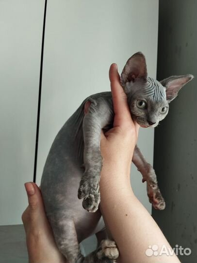 Канадский сфинкс девочка