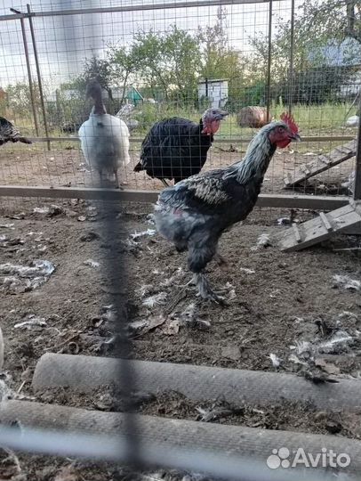Молодые петухи