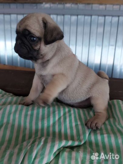 Щенки мопса