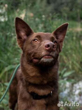 Собаки бесплатно в добрые руки