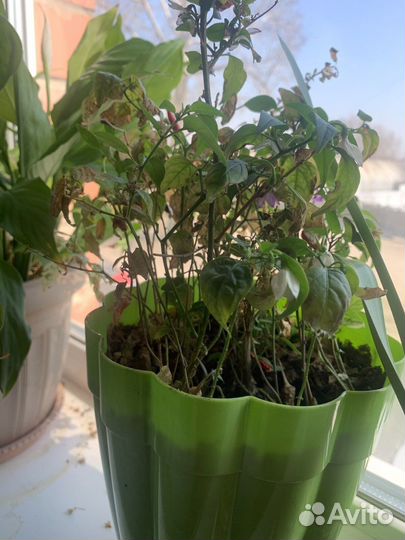 Цветок перец стручковый Капсикум