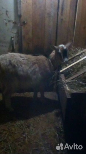 Продам козу на праздник