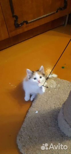 Котята с леса