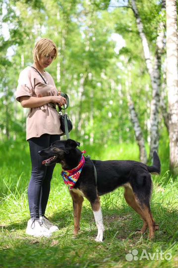Собаки щенки немецкая из приюта