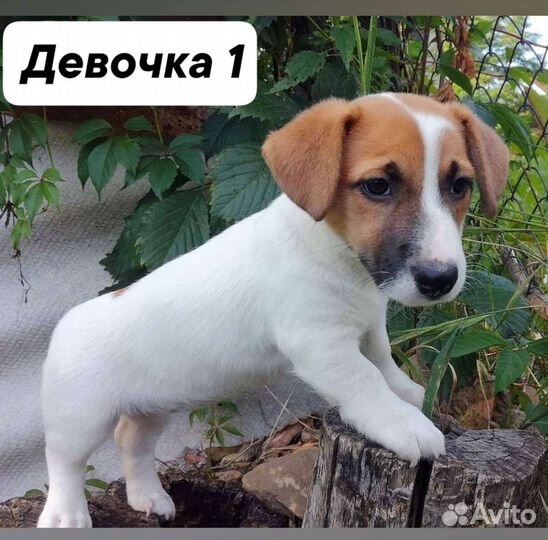 Щенки джек рассел терьер гладкошерстный