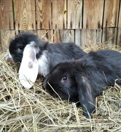 Кролики французский баран