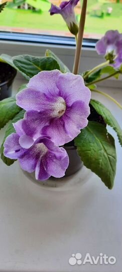 Глоксиния цветущая