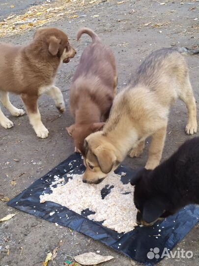 Собаки щенки