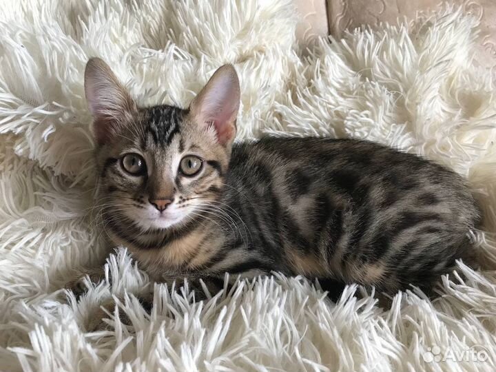 Бенгальский котенок девочка