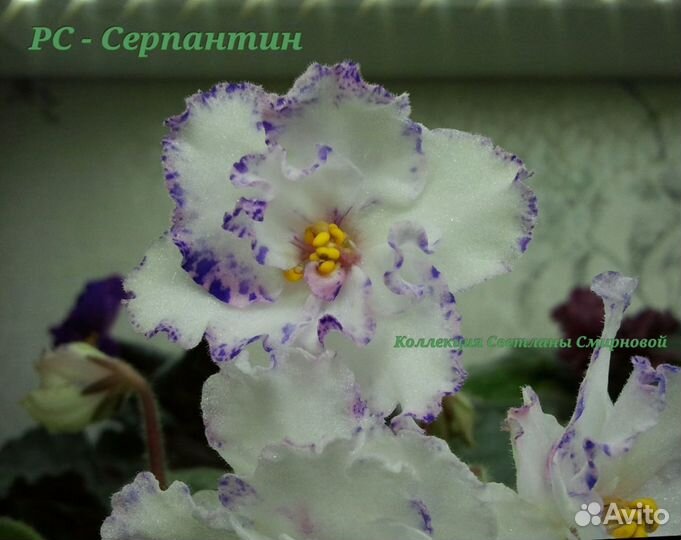 Фиалки фэнтезийные