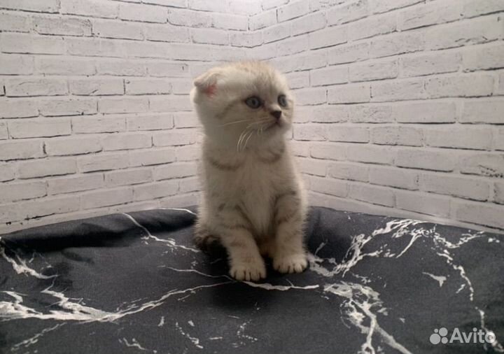 Британские котята