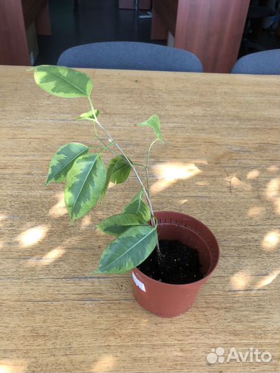 Фикусы Бенджамина