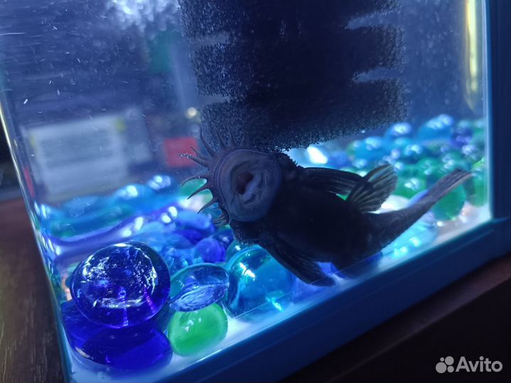 Аквариум 5 литров