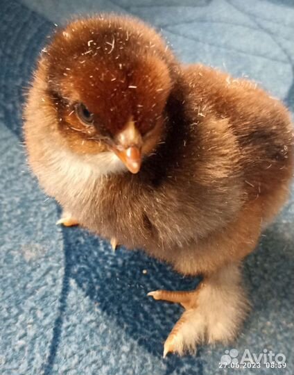 Цыплята, Миксы, Брама