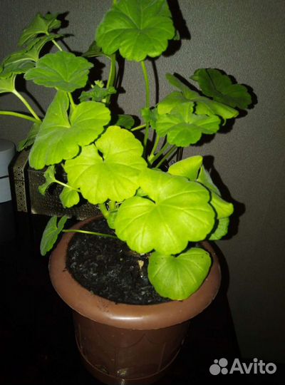 Герань душистая