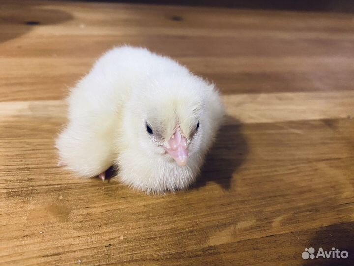 Цыплята бройлеры кобб 500