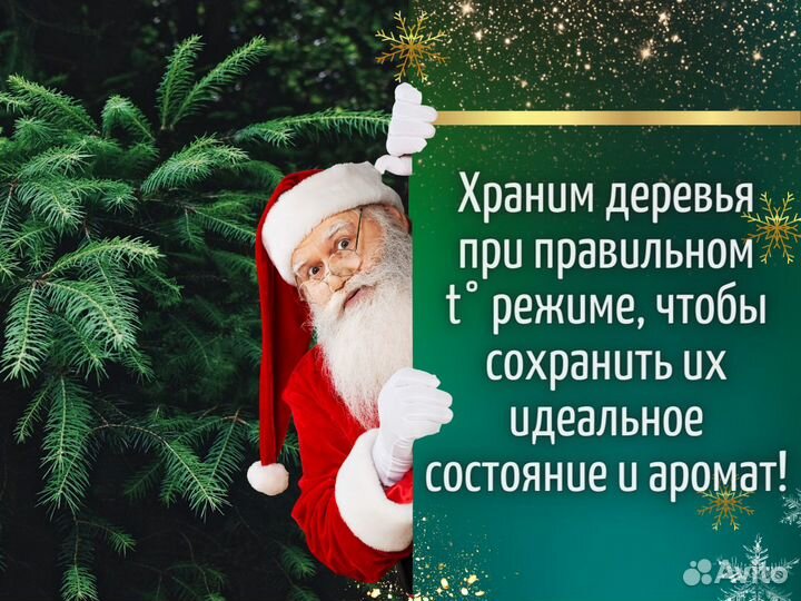 Живые елки оптом Ели оптом от производителя