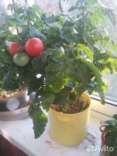 Рассада комнатных помидор с плодами