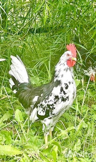 Петух Леггорн Далматинец (доставка)