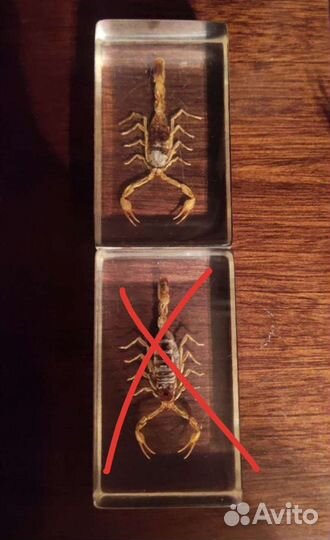 Маньчжурский скорпион в стекле, насекомые