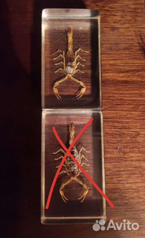 Маньчжурский скорпион в стекле, насекомые