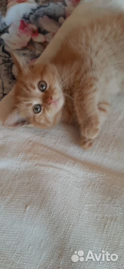 Шотланские котята