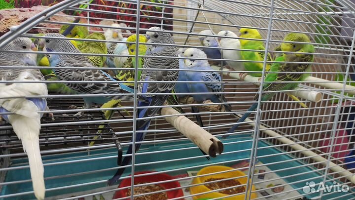 Волнистые попугайчики