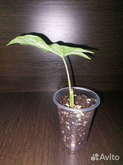 Сингониум моттлед