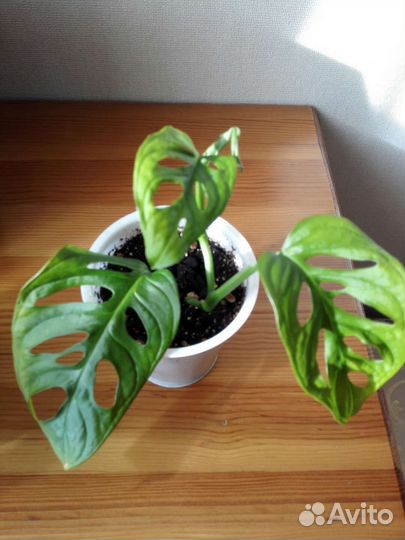 Монстера манки маск (косая)