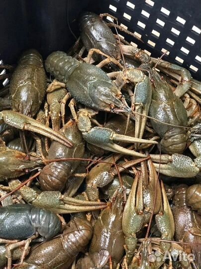 Живые раки Доставка Тверь