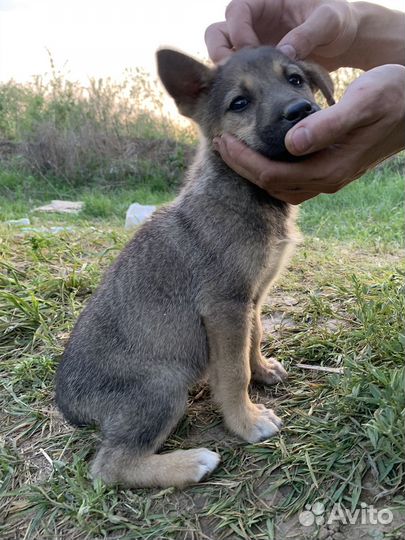 Отдаем щенков сао помесь