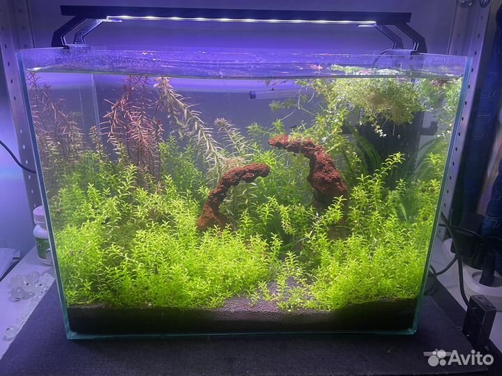 Растения для аквариума