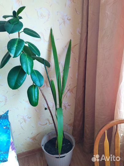 Фикус каучуконосный большой