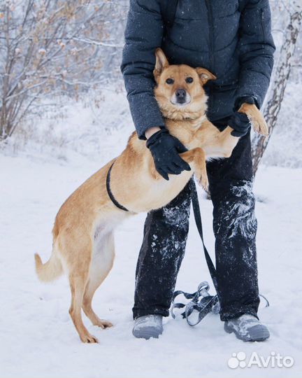 Красавица Лика ждёт в приюте