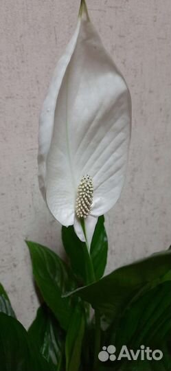 Спатифиллум Вивальди