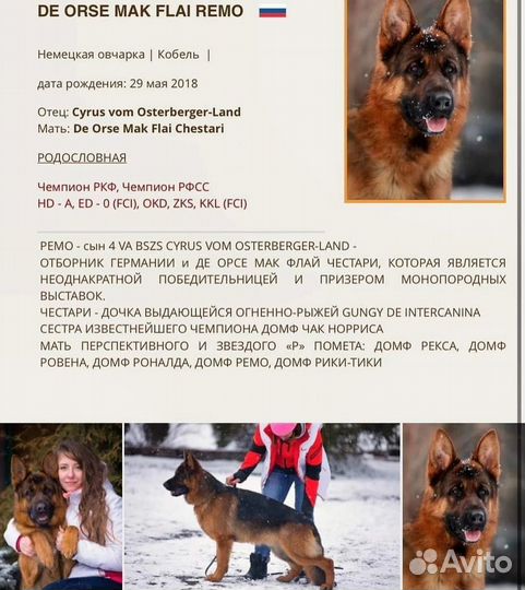 Щенки немецкой овчарки