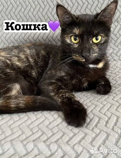 Кот и кошка