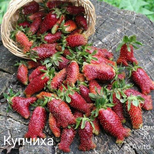 Клубника купчиха, роксана окс