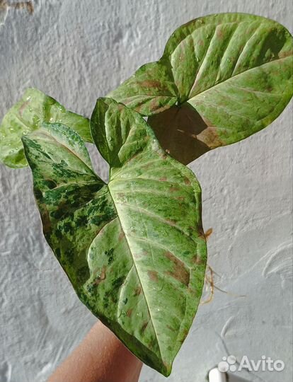 Сингониумы сортовые