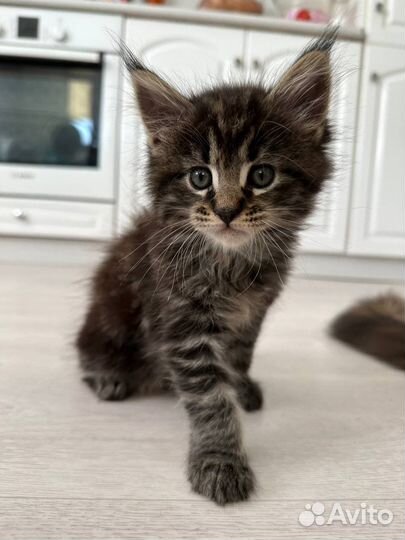 Котенок мейн-кун