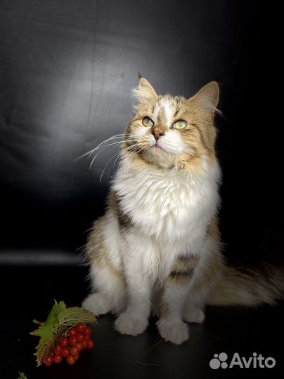 Особенный котенок, для особенного человека