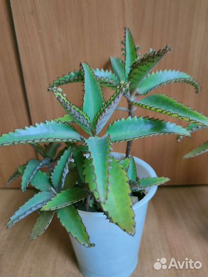 Каланхоэ с детками