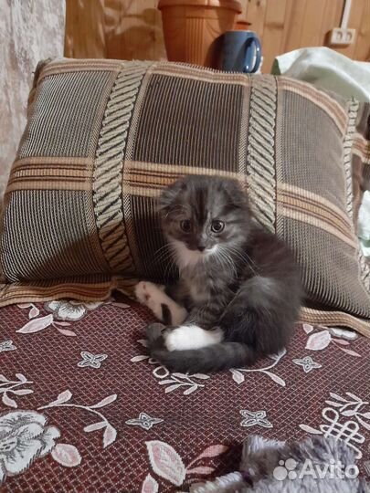 Кошки