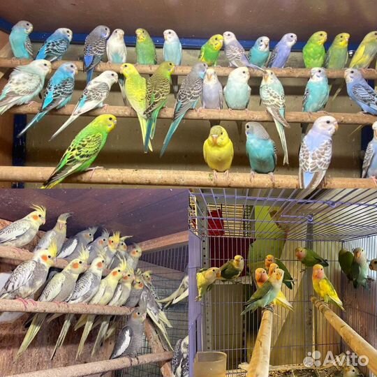 Продаю попугаев и животных оптом разных видов(волн