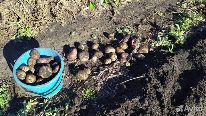 Картофель домашний с доставкой