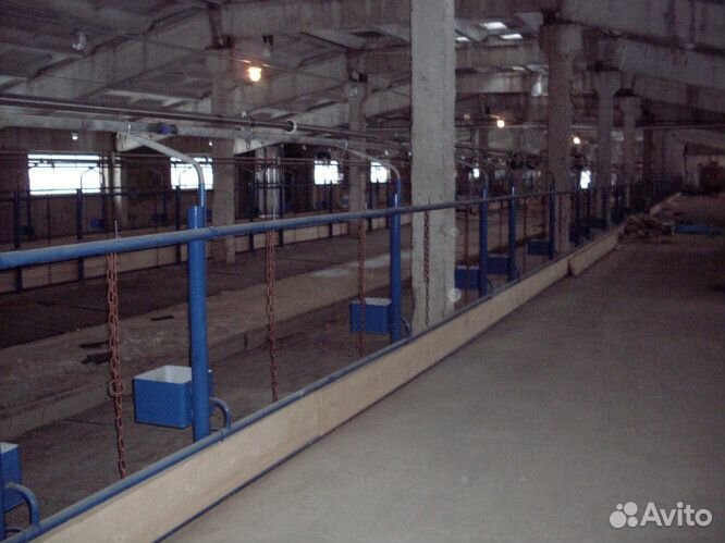 Стойловое содержание и поение на 100 голов крс