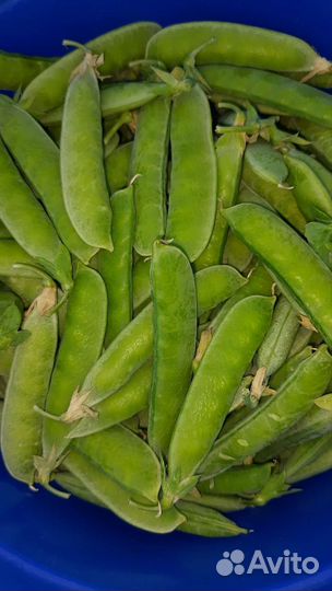 Горох кабачки