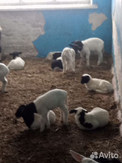 Баранчики дорпер