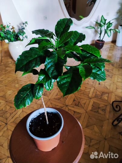 Кофейные деревья Арабика