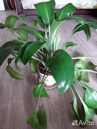 Эухарис, кливия